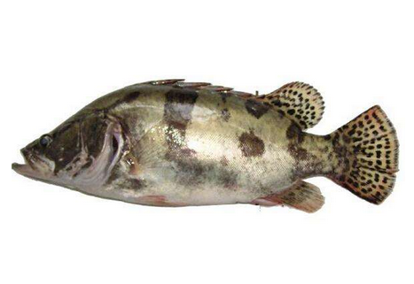 桂魚有刺嗎 刺還挺少的 桂魚有刺嗎 刺還挺少的