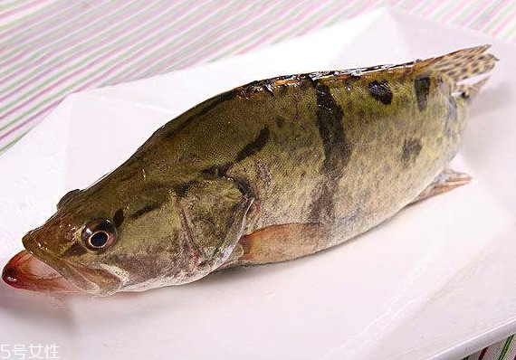 桂魚有刺嗎 刺還挺少的 桂魚有刺嗎 刺還挺少的