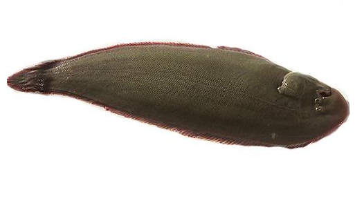 龍利魚(yú)可以生吃嗎 需經(jīng)過(guò)處理