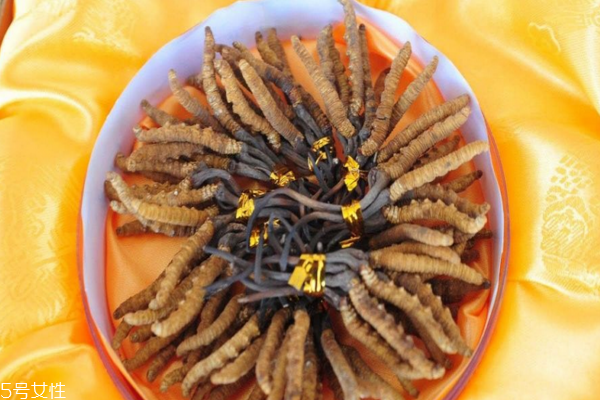 冬蟲(chóng)夏草為什么苦 苦中回甘才是好蟲(chóng)草
