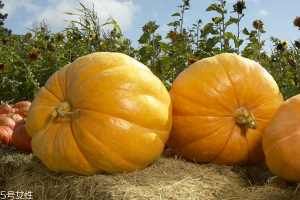 南瓜有幾種 品種很多 南瓜有幾種 品種很多