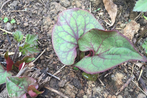 魚腥草是折耳根嗎 它有兩個名字 魚腥草是折耳根嗎 它有兩個名字