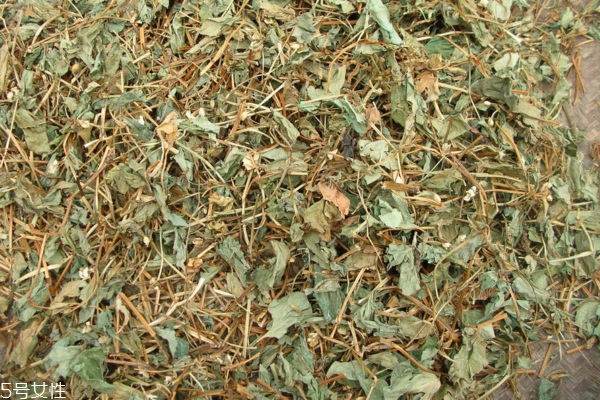 魚腥草是折耳根嗎 它有兩個名字 魚腥草是折耳根嗎 它有兩個名字