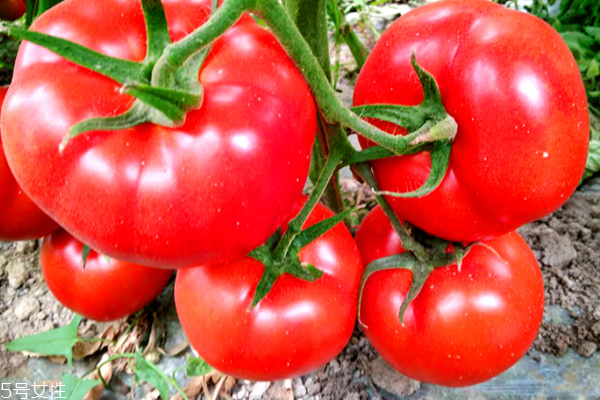 番茄為什么不能放冰箱 有兩個原因 番茄為什么不能放冰箱 有兩個原因