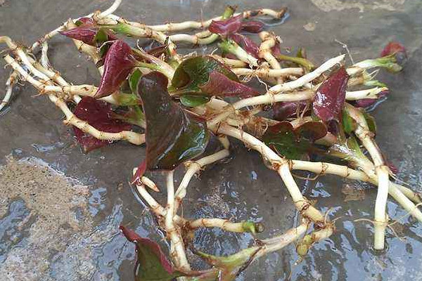 野生折耳根哪里能挖到？一次食用需控制在這個(gè)量