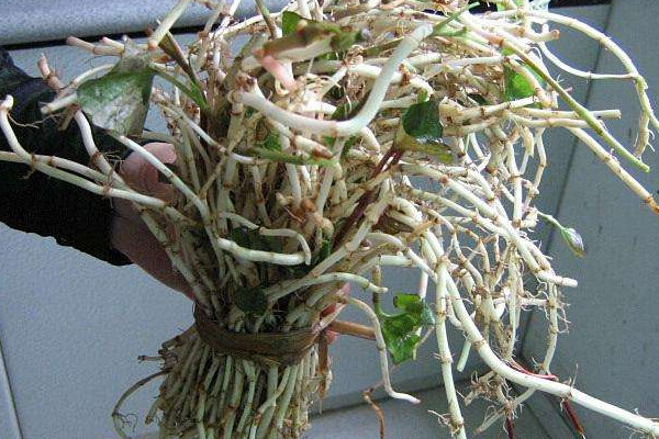 折耳根可以治療胃炎嗎？這個季節(jié)挖折耳根最嫩最討喜
