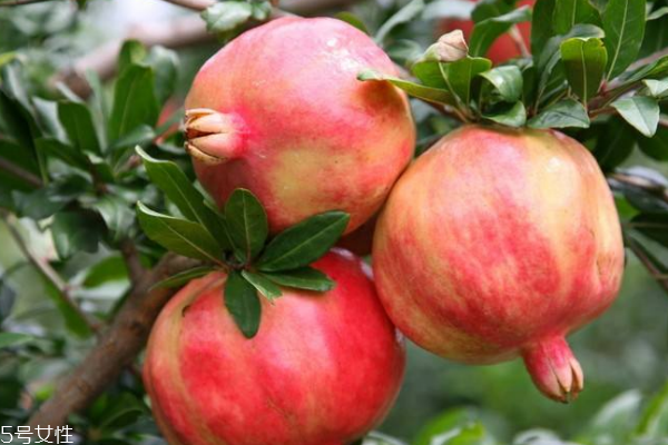 石榴沒熟能吃嗎 能吃但味道不好 石榴沒熟能吃嗎 能吃但味道不好