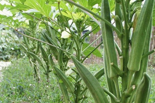 秋葵怎么種植？這些人最好不要吃