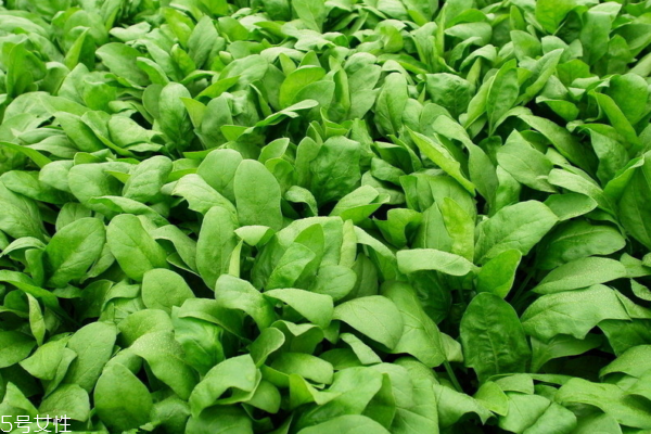 菠菜為什么不能晚上吃 適量還是可以的 菠菜為什么不能晚上吃 適量還是可以的