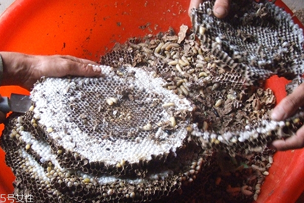 蜂蛹可以放冰箱嗎 答案是否定的 蜂蛹可以放冰箱嗎 答案是否定的