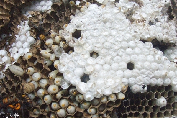 蜂蛹可以放冰箱嗎 答案是否定的 蜂蛹可以放冰箱嗎 答案是否定的