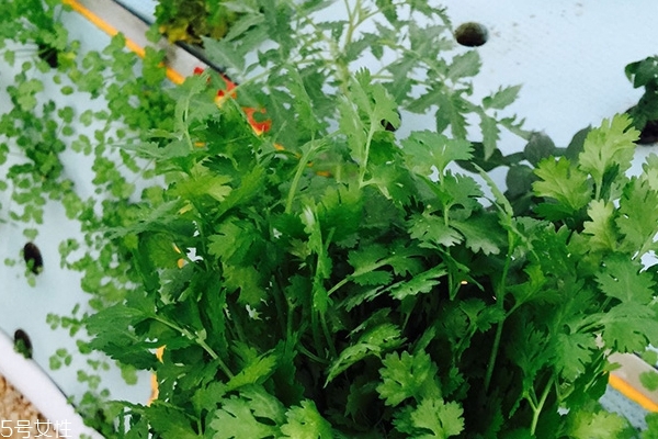 香菜為什么這么貴 有3個(gè)原因 香菜為什么這么貴 有3個(gè)原因