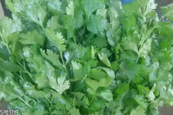 香菜為什么這么貴 有3個(gè)原因 香菜為什么這么貴 有3個(gè)原因