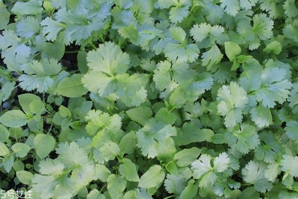 香菜為什么這么貴 有3個(gè)原因 香菜為什么這么貴 有3個(gè)原因