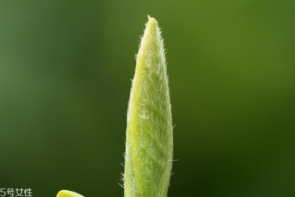 白茶怎么儲(chǔ)存方法 這些方法都好用