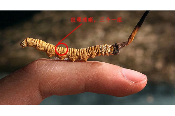 怎么挑冬蟲夏草顏色 6個(gè)方面好壞對比圖