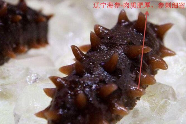 中國海參哪里最好 國內海參3大產(chǎn)區(qū)