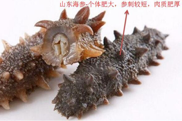 中國海參哪里最好 國內海參3大產(chǎn)區(qū)