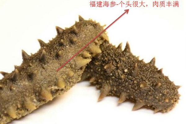 中國海參哪里最好 國內海參3大產(chǎn)區(qū)