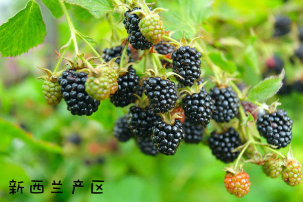 黑莓水果產自什么地方 全球4大產地pk