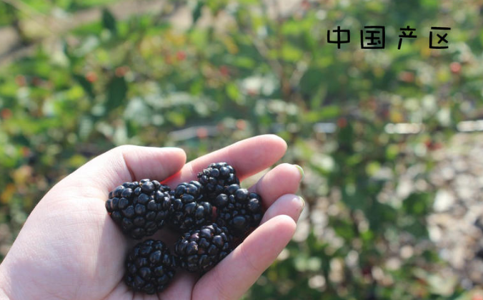 黑莓水果產自什么地方 全球4大產地pk