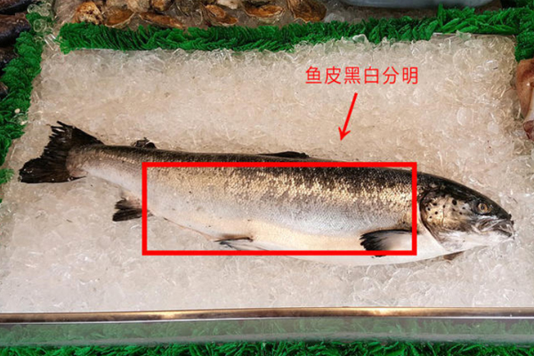 如何判斷三文魚(yú)是否新鮮 三文魚(yú)新鮮判斷方法