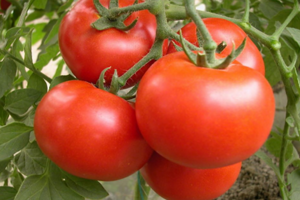 哪些水果不適合空腹吃的 哪些水果不適合空腹吃的