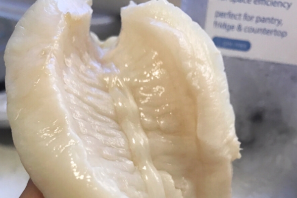 魚膠的做法 清燉最有營養(yǎng) 魚膠的做法 清燉最有營養(yǎng)