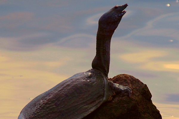 甲魚(yú)怎么釣 教你五個(gè)技巧 甲魚(yú)怎么釣 教你五個(gè)技巧