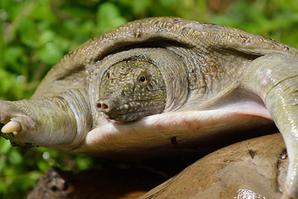 甲魚(yú)怎么釣 教你五個(gè)技巧 甲魚(yú)怎么釣 教你五個(gè)技巧