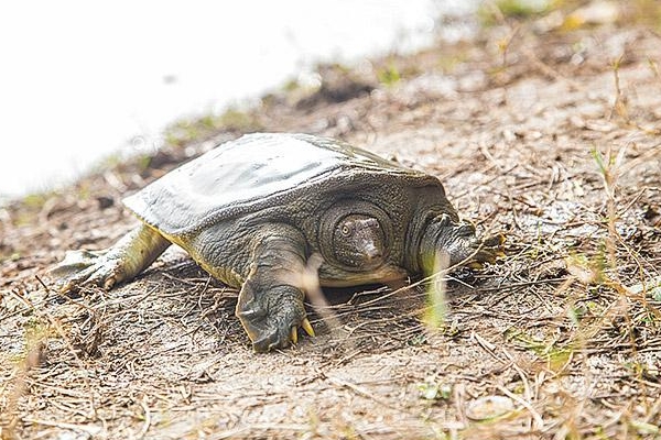 甲魚沒吃完怎么保存 這樣保存才對 甲魚沒吃完怎么保存 這樣保存才對