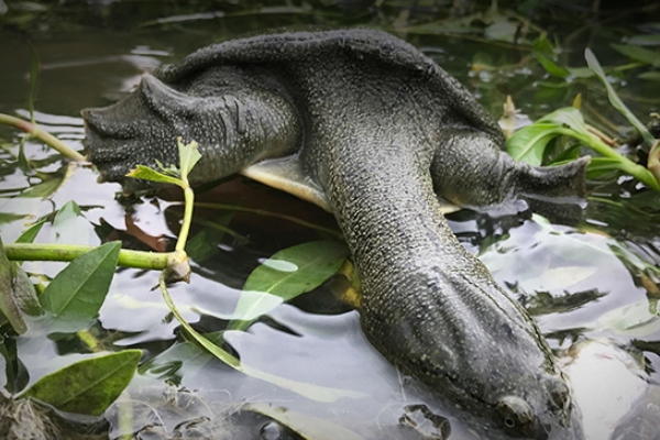 甲魚沒吃完怎么保存 這樣保存才對 甲魚沒吃完怎么保存 這樣保存才對