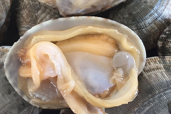 花甲有寄生蟲嗎 有可能會(huì)有 花甲有寄生蟲嗎 有可能會(huì)有