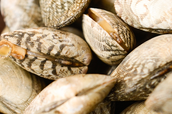 花甲有沙子怎么洗 這樣洗就對了 花甲有沙子怎么洗 這樣洗就對了