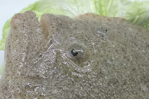 多寶魚(yú)可以切塊紅燒嗎 當(dāng)然是可以的