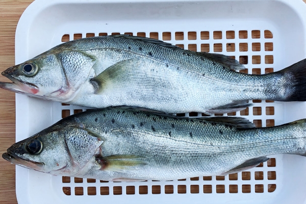 海鱸魚(yú)刺多嗎 屬于刺少的魚(yú)