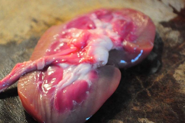 豬腰子可以涮火鍋嗎 需要經(jīng)過(guò)腌制 豬腰子可以涮火鍋嗎 需要經(jīng)過(guò)腌制