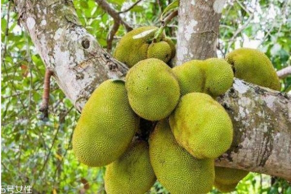 菠蘿蜜一次可以吃幾顆 菠蘿蜜食用注意事項 菠蘿蜜一次可以吃幾顆 菠蘿蜜食用注意事項