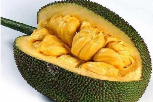 菠蘿蜜一次可以吃幾顆 菠蘿蜜食用注意事項 菠蘿蜜一次可以吃幾顆 菠蘿蜜食用注意事項