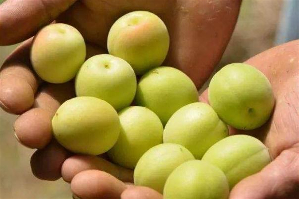 孕婦能吃青梅嗎 不要過(guò)量即可 孕婦能吃青梅嗎 不要過(guò)量即可