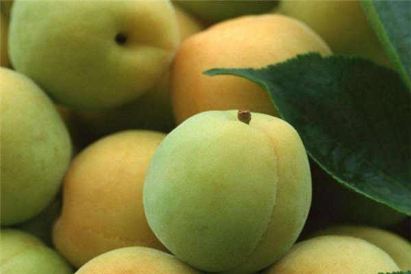 孕婦能吃青梅嗎 不要過(guò)量即可 孕婦能吃青梅嗎 不要過(guò)量即可