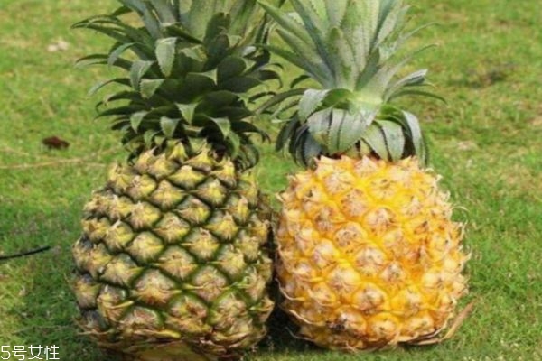 怎么區(qū)分菠蘿和鳳梨 菠蘿和鳳梨有什么不同 怎么區(qū)分菠蘿和鳳梨 菠蘿和鳳梨有什么不同
