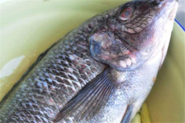 羅非魚(yú)刺多嗎 沒(méi)有小刺