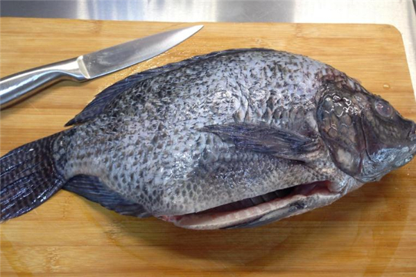 羅非魚(yú)不能和什么一起吃 相克食物匯總