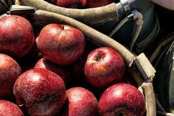 睡覺(jué)前吃蘋(píng)果好嗎 蘋(píng)果的好處