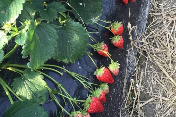 草莓可以放幾天 草莓的功效 草莓可以放幾天 草莓的功效