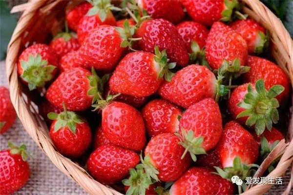 草莓可以放幾天 草莓的功效 草莓可以放幾天 草莓的功效