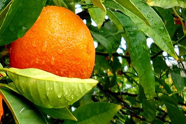 柑橘可以煮嗎 柑橘吃法 柑橘可以煮嗎 柑橘吃法