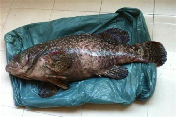 野生石斑魚多少錢一斤 價(jià)格不便宜 野生石斑魚多少錢一斤 價(jià)格不便宜
