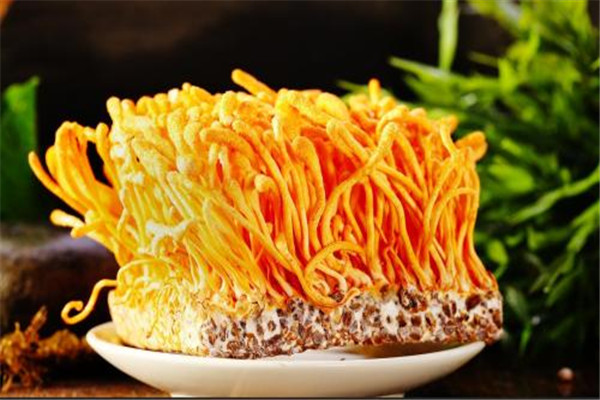 蟲草花可以泡茶喝嗎 蟲草花能不能泡茶 蟲草花可以泡茶喝嗎 蟲草花能不能泡茶